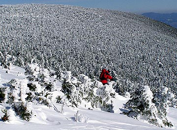 Descending into the trees