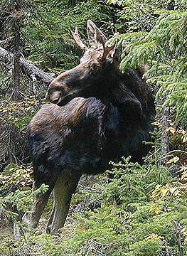 Our friend, the Moose