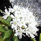 Flowers on the Alpine Garden