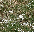 Alpine Garden