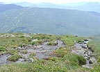 Alpine Garden