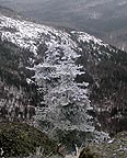 frosted tree