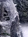 tree trunk coated in ice